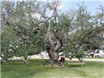 A very large tree with a picnic bench underneath at VICTORIA COLETO LAKE RV RESORT - thumbnail