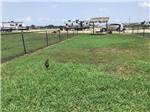 The fenced in pet area at TEXAS LAKESIDE RV RESORT - thumbnail