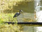 A bird standing on a log at LAZY J RV & MOBILE HOME PARK - thumbnail