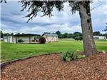 A grassy area with a tree at GREEN ACRES RV PARK - thumbnail