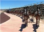 Horses pulling trailer at ARABIAN RV OASIS - thumbnail