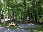 An empty tent camping site at PIGEON RIVER CAMPGROUND - thumbnail