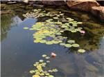 A pond with lily pads at WANDERLUST CROSSINGS RV PARK - thumbnail