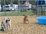 Dog exercise area at BREEZY OAKS RV PARK - thumbnail