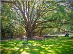 A fountain under a large tree at ALABAMA COAST CAMPGROUND - thumbnail
