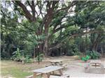 Picnic benches under large trees at ALABAMA COAST CAMPGROUND - thumbnail