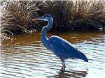 A blue heron standing in the water at BLUE HERON RV PARK - thumbnail