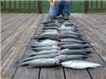 Many fish lined up on a dock at CEDAR CREEK RESORT & RV PARK - thumbnail