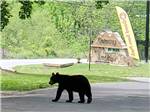 Front entrance sign with black bear walking by at GATEWAY TO THE SMOKIES RV PARK & CAMPGROUND - thumbnail