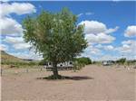 A larger tree in the site area at DAVIS MOUNTAIN RV PARK - thumbnail
