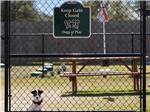 A dog inside the fenced-in pet area at REEL CHILL RV RESORT - thumbnail
