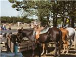 A row of horses eating at WALLICUT RIVER RV RESORT - thumbnail