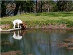 Two dogs investigating a pond at DENTON FERRY RV PARK & CABIN RENTAL - thumbnail