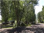 Trees around the gravel RV sites at UNCOMPAHGRE RIVER ADULT RV PARK - thumbnail