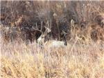 Buck caught on-site on camera at UNCOMPAHGRE RIVER ADULT RV PARK - thumbnail