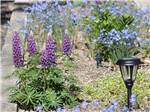 Beautiful flowers planted on-site at UNCOMPAHGRE RIVER ADULT RV PARK - thumbnail