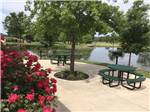 A tree and some round picnic tables at THE CREEKS GOLF & RV RESORT - thumbnail