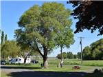 Big tree and picnic tables near RVs at COUNTRY LANE CAMPGROUND & RV PARK - thumbnail