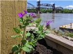 A purple flower next to a wooden pole at DOWNTOWN RIVERSIDE RV PARK - thumbnail