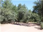 A dusty tree lined RV site at PAYSON CAMPGROUND AND RV RESORT - thumbnail