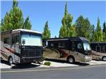 RVs parked on paved sites at MAPLE GROVE RV RESORT - thumbnail