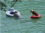 Dog in the lake on a inner tube with man at PARKVIEW RIVERSIDE RV PARK - thumbnail