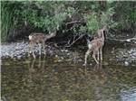 Two deer in the stream at MCCALL RV RESORT - thumbnail