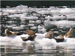 Seals on the ice at STAN STEPHENS GLACIER & WILDLIFE CRUISES - thumbnail