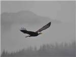 Eagle soaring at STAN STEPHENS GLACIER & WILDLIFE CRUISES - thumbnail