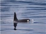 Orca whale swimming in ocean at STAN STEPHENS GLACIER & WILDLIFE CRUISES - thumbnail