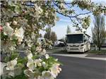 Flowers in front of an RV site at HORN RAPIDS RV RESORT - thumbnail