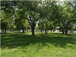 Trees in a green grassy field at HORN RAPIDS RV RESORT - thumbnail