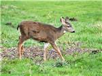 A small deer in the grass at HOQUIAM RIVER RV PARK - thumbnail