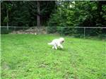 Dog exercise area at MEREDITH WOODS 4 SEASON CAMPING AREA - thumbnail