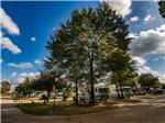 RVs parked in a row next to tall trees at RAYFORD CROSSING RV RESORT - thumbnail