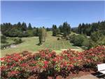 A overview of a grassy area at LOGAN ROAD RV PARK - thumbnail