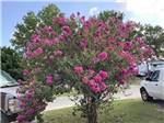 A fuschia flower bush at FROG CITY RV PARK - thumbnail