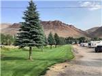 A long row of trees across from the RV sites at CHALLIS GOLF COURSE RV PARK - thumbnail