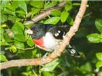 Bird standing on branch at IVYS COVE RV RETREAT - thumbnail