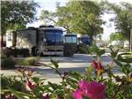A row of Motorhomes in campsites at MAJESTIC OAKS RV RESORT - thumbnail