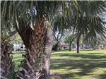Palm trees next to a grassy area at MAJESTIC OAKS RV RESORT - thumbnail