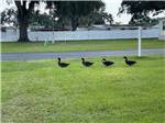 Four ducks walking in the grass at SUNSHINE VILLAGE - thumbnail