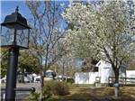 A tree with white flowers at BRIARCLIFFE RV RESORT - thumbnail