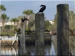 Birds sitting on some piers at BRIARCLIFFE RV RESORT - thumbnail