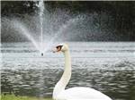 A white swan on the water at BRIARCLIFFE RV RESORT - thumbnail