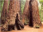 Big trees at ANCIENT REDWOODS RV PARK - thumbnail
