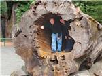 A couple standing inside of a fallen tree at ANCIENT REDWOODS RV PARK - thumbnail