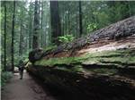 A man walking alongside a fallen tree at ANCIENT REDWOODS RV PARK - thumbnail