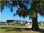 A tree in front of paved RV sites at WHITE OAK SHORES CAMPING & RV RESORT - thumbnail