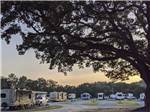 A view of the campsites with a tree in the foreground at PENSACOLA RV PARK - thumbnail